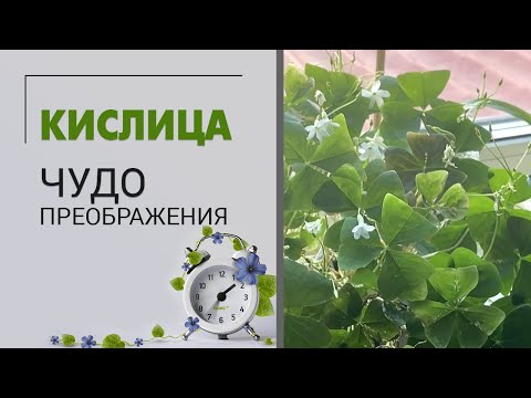 Видео: Кислица. Чудо преображения