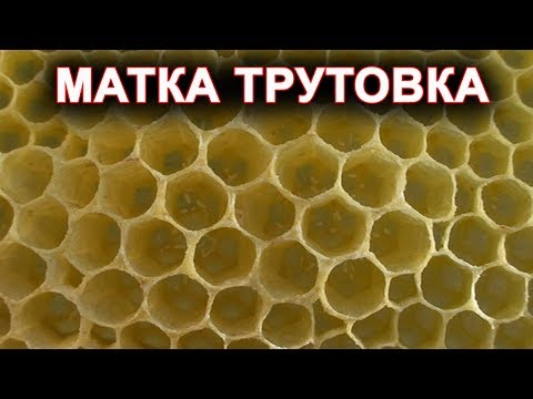 Видео: Матка трутовка. Дефект матки при облёте.