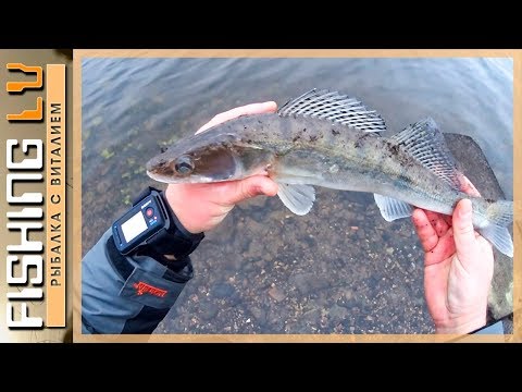 Видео: Лучшее время ловли СУДАКА. Рыбалка в Ноябре. Эффективная наживка | zandartu cope, Lielupē
