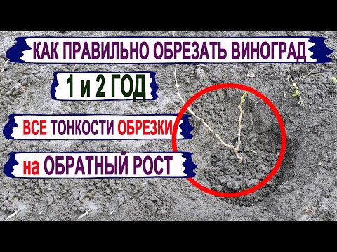 Видео: 🍇 Как ПРАВИЛЬНО ОБРЕЗАТЬ однолетний двухлетний САЖЕНЕЦ ВИНОГРАДА. Обрезка винограда на ОБРАТНЫЙ РОСТ