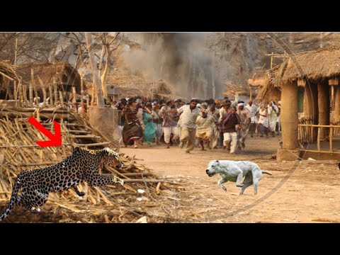 Видео: Леопард нападает на аргентинского дога и тут же раскаивается!!!