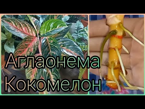 Видео: Из одного растения - три🌱Аглаонема КОКОМЕЛОН🌸Отделение детки🌱Омоложение🌸Пересадка🌱Размножение🌸Корни👍