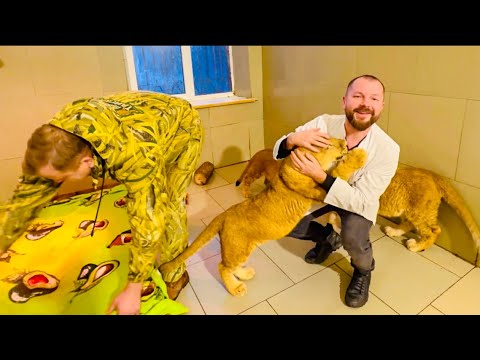 Видео: УРА! К львятам приехал доктор Василий, Асада просто КИНУЛАСЬ на руки к любимому доктору!