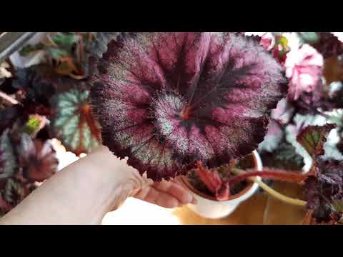 Видео: И снова бегонии, продолжаем обзор сеянцев бегонии