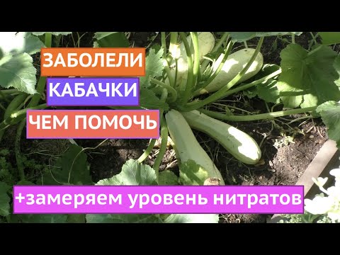 Видео: ПОЧЕМУ КАБАЧКИ ПЛОХО РАСТУТ И БОЛЕЮТ, И ЧТО С ЭТИМ ДЕЛАТЬ!