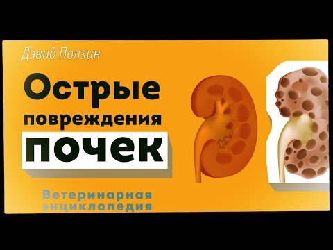 Видео: Острые повреждения почек