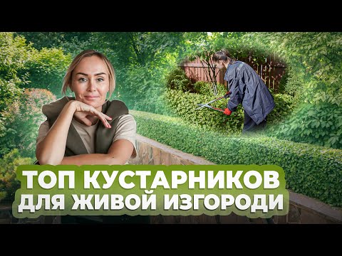 Видео: Топ кустарников для живой изгороди