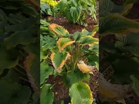 Видео: Сад в Инее