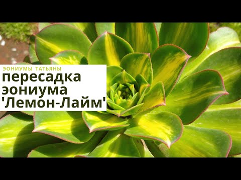 Видео: Пересаживаю вариегатные эониумы: 'Лемон-лайм'  и 'Санберст'