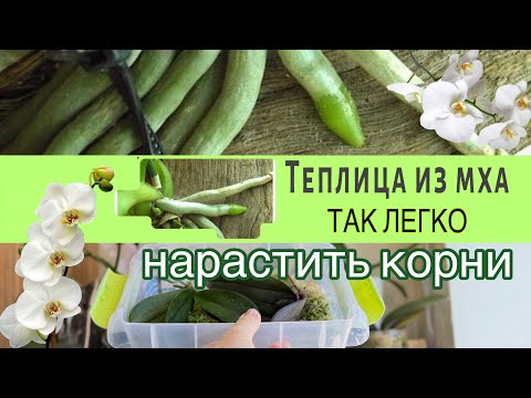 Видео: Пересадка орхидеи, СПАСЁННОЙ этим способом!