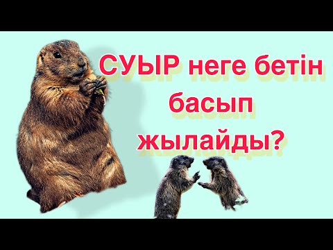 Видео: #ғибраттыәңгіме СУЫР НЕГЕ ЖЫЛАЙДЫ/ ҚИССА