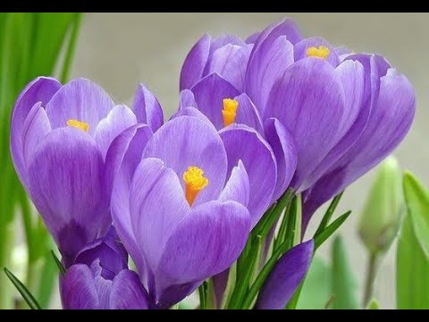 Видео: 🔝 ХуДоЖнИкИ | Живопись | Акрил | Рисуем вместе крокусы | Наталья Терехова