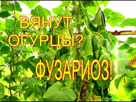 Видео: ЧТО ДЕЛАТЬ ЕСЛИ ВЯНУТ ЛИСТЬЯ У ОГУРЦОВ//ФУЗАРИОЗНОЕ УВЯДАНИЕ//МОЯ ЛЮБИМАЯ УСАДЬБА