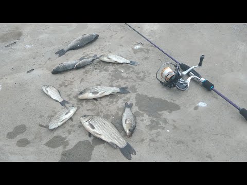 Видео: Надербанил карася на мормышинг, White Bait и сьемки под водой!