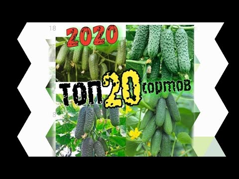 Видео: Лучшие сорта огурцов 2020 Он вам не Кураж!!!