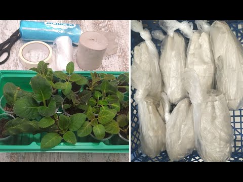 Видео: ЖАЛУЮСЬ на НЕРАДИВЫХ заказчиков 😓 УПАКОВКА и УТЕПЛЕНИЕ 🌺 ДЕТОК и листов ГЛОКСИНИЙ