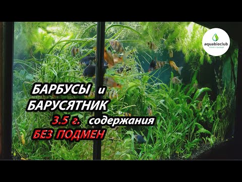 Видео: Барбусы и барбусятник из аквариума 3.5 г. без подмен.