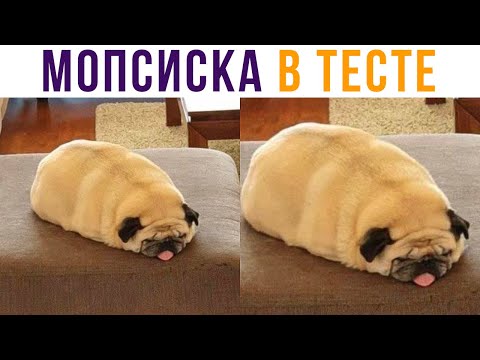 Видео: Мопсиска в тесте) Приколы | Мемозг #579