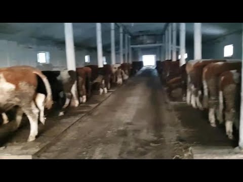 Видео: Бычки на откорме | 1,5 месяца