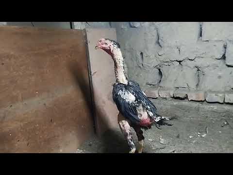 Видео: Хороз ишкибозлар учун махсус тел +99899-855-44-01