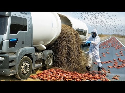 Видео: Они Сбросили Миллионы Убийц Муравьев на Остров Крабов и Безумие Началось