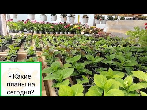 Видео: ОБЗОР теплиц. Торговля, что осталось? Маточный фонд собран. Перспектива - Интернет-Продажа на осень