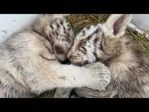 Видео: Обнимашки белых тигрят ! Нападение на куртку )