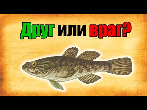 Видео: ВСЯ ПРАВДА О РОТАНЕ! Почему ОДНИ рыбаки его ПРЕЗИРАЮТ, а ДРУГИЕ УВАЖАЮТ?
