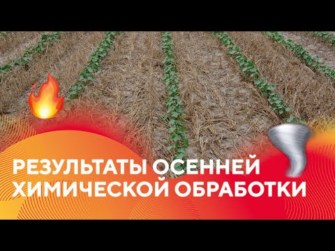 Видео: Результаты осенней химической обработки🔥#гербициды #сорняки #агроказахстан #сельскоехозяйство #агро