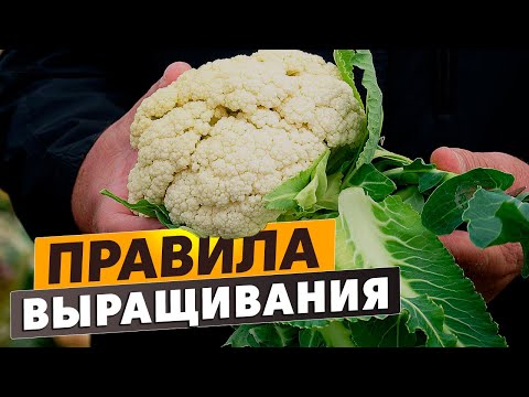 Видео: Правила выращивания цветной капусты