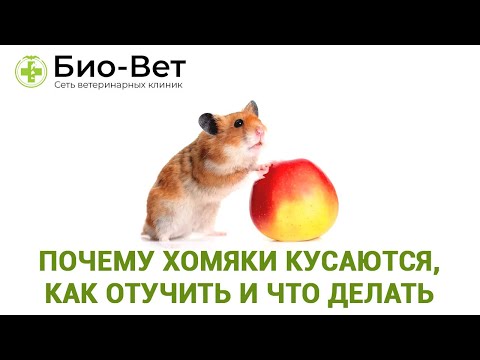 Видео: Почему хомяки кусаются 🐹/ Что делать и как отучить их кусаться // Сеть Ветклиник Био-Вет