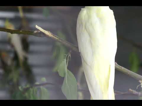 Видео: Весна 2024