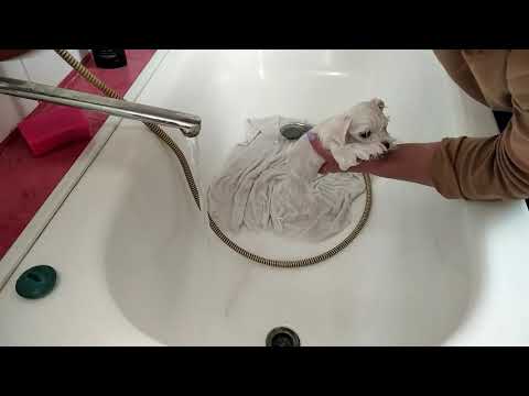 Видео: Стрижка и купание маленьких мальтезе