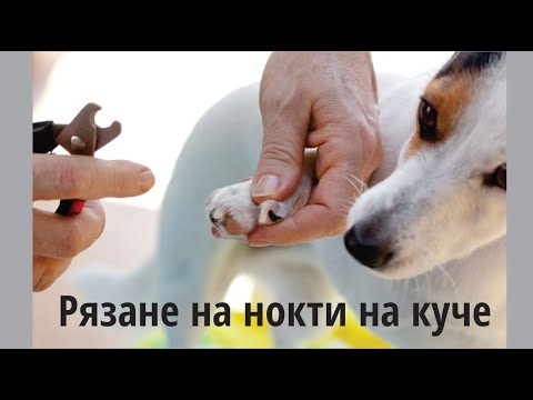 Видео: Рязане на нокти на куче - Zakucheto.com