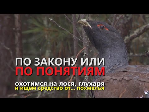 Видео: ОХОТА ПО ЗАКОНУ И ПО ПОНЯТИЯМ. ОХОТИМСЯ НА ЛОСЯ, ГЛУХАРЯ И ИЩЕМ СРЕДСТВО ОТ ПОХМЕЛЬЯ. ХОЗЯЕВА ТАЙГИ