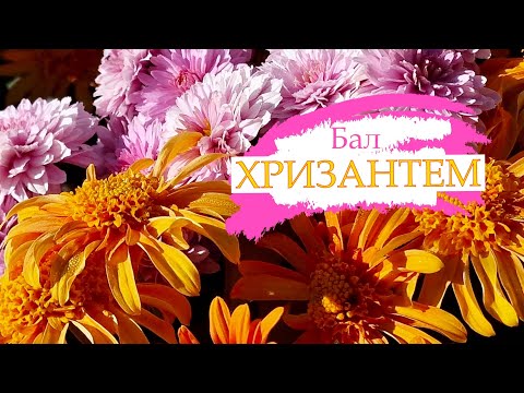 Видео: Крым 2024. Бал Хризантем в Никитском Ботаническом саду