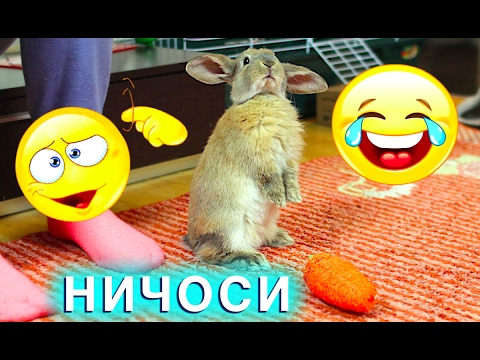 Видео: КРОЛИК СОШЕЛ С УМА? ЭЛЬЗА ИГРАЕТ БЕСИТСЯ - МАМА ПЛАЧЕТ | Elli Di Pets