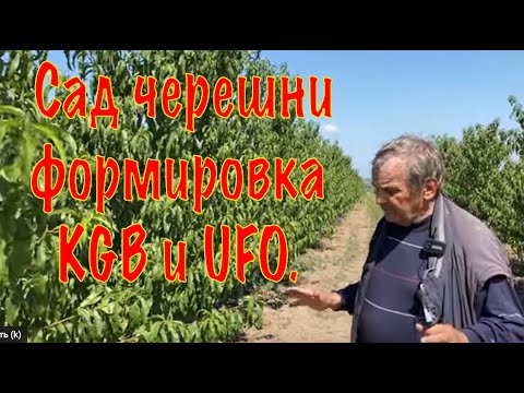 Видео: Сад черешни формировка KGB и UFO. Интенсивный персиковый сад.