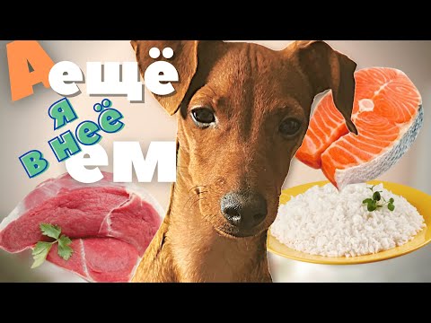 Видео: Как и Что ест наш Цвергпинчер Вес 4.5 кг