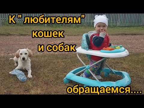 Видео: Зачем Вам животные/Как избавиться от собаки? Что делать с брошенным животным?Первые заморозки (ч. 1)
