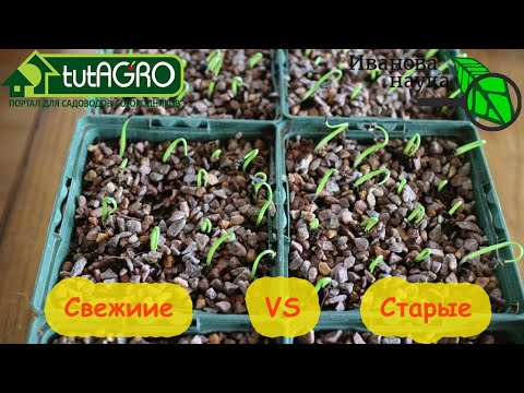 Видео: НЕ ВЫБРАСЫВАЙТЕ СТАРЫЕ СЕМЕНА! Эти семена старые лучше свежих. Когда лучше сеять полежалыми семенами