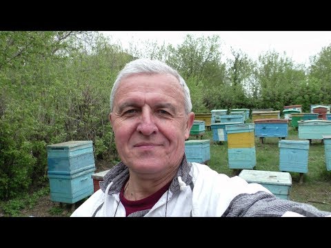 Видео: Что делать, если пчелы заложили маточник? Как остановить роение и упорядочить гнездо.