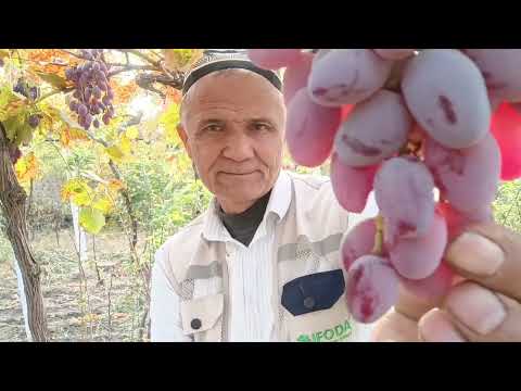 Видео: УЗУМ.  КУЧАТЛАР  БОШЛАНЯПДИ ДАСТАВКАСИ...99 4762156