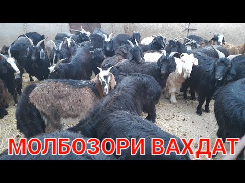 Видео: МОЛБОЗОРИ ВАХДАТ ГУСФАНДХОИ СОЛУКИ ОЧА БАЧА БАРАЧАХОИ БЕ ОЧА БУЗ СИРКА 28.01.2022