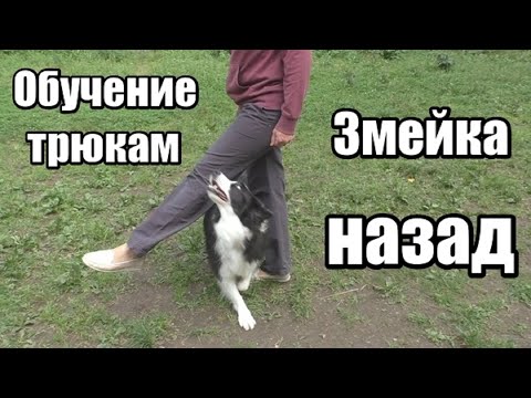 Видео: Как научить собаку делать змейку назад