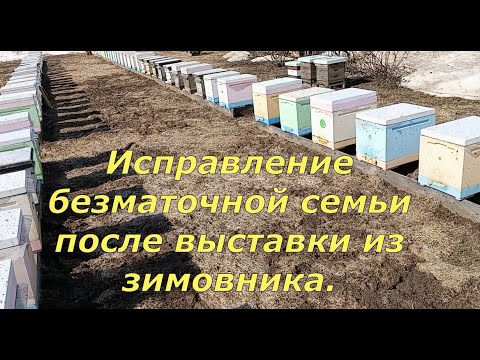 Видео: Исправление безматочной семьи после выставки из зимовника (03. 04.2024)