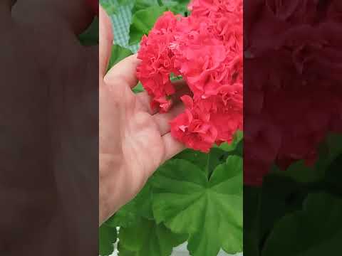 Видео: #14#Обзор  пеларгонии 28.06.2025