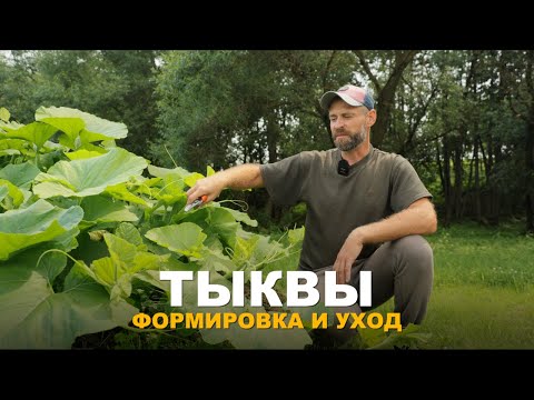 Видео: ДЛЯ ЧЕГО НУЖНО ФОРМИРОВАТЬ ТЫКВУ? Уход за тыквенными культурами. Все о подкормках тыквы и огурцов.