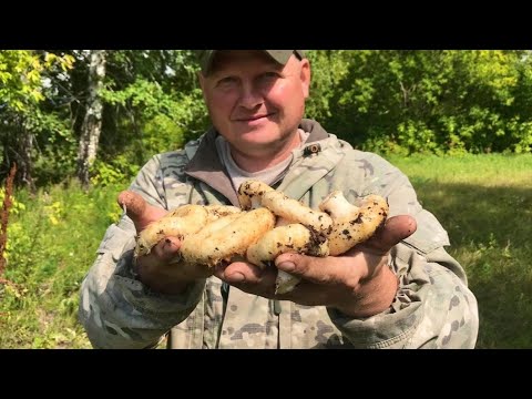 Видео: Вкусный и простой рецепт, засолки сырых груздей.