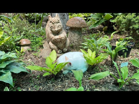 Видео: ДВЕ ИСТОРИИ ПРО ХОСТЫ 🙃ПОЛЕЗНЫЕ СОВЕТЫ👌#волгоград #посылка #сад #гортензия #хоста#